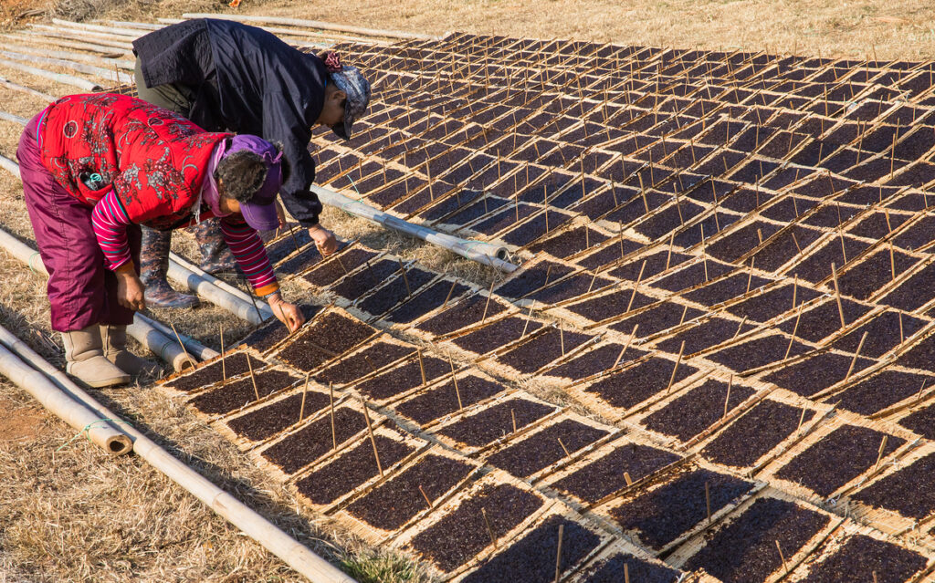 Korean workers drying harvested gim seaweed sheets on traditional bamboo mats during winter processing for nutrient-rich superfood production.