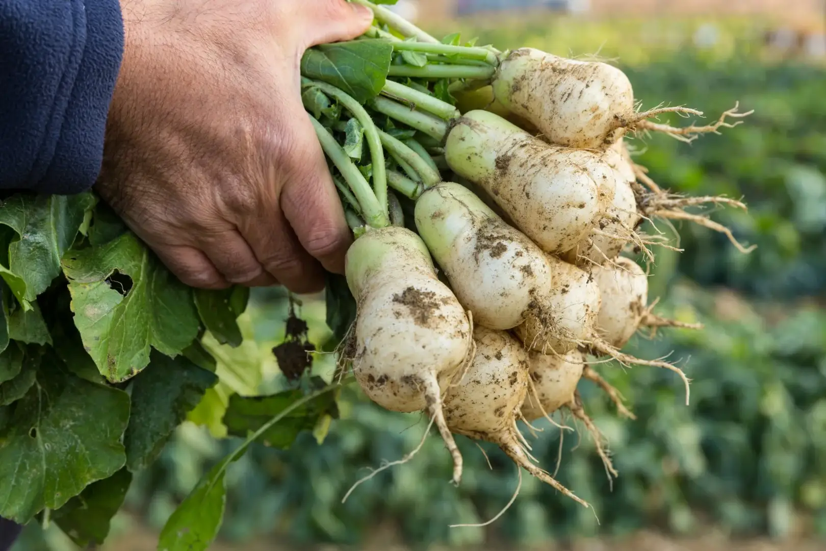 Altari-mu (Young Radish)