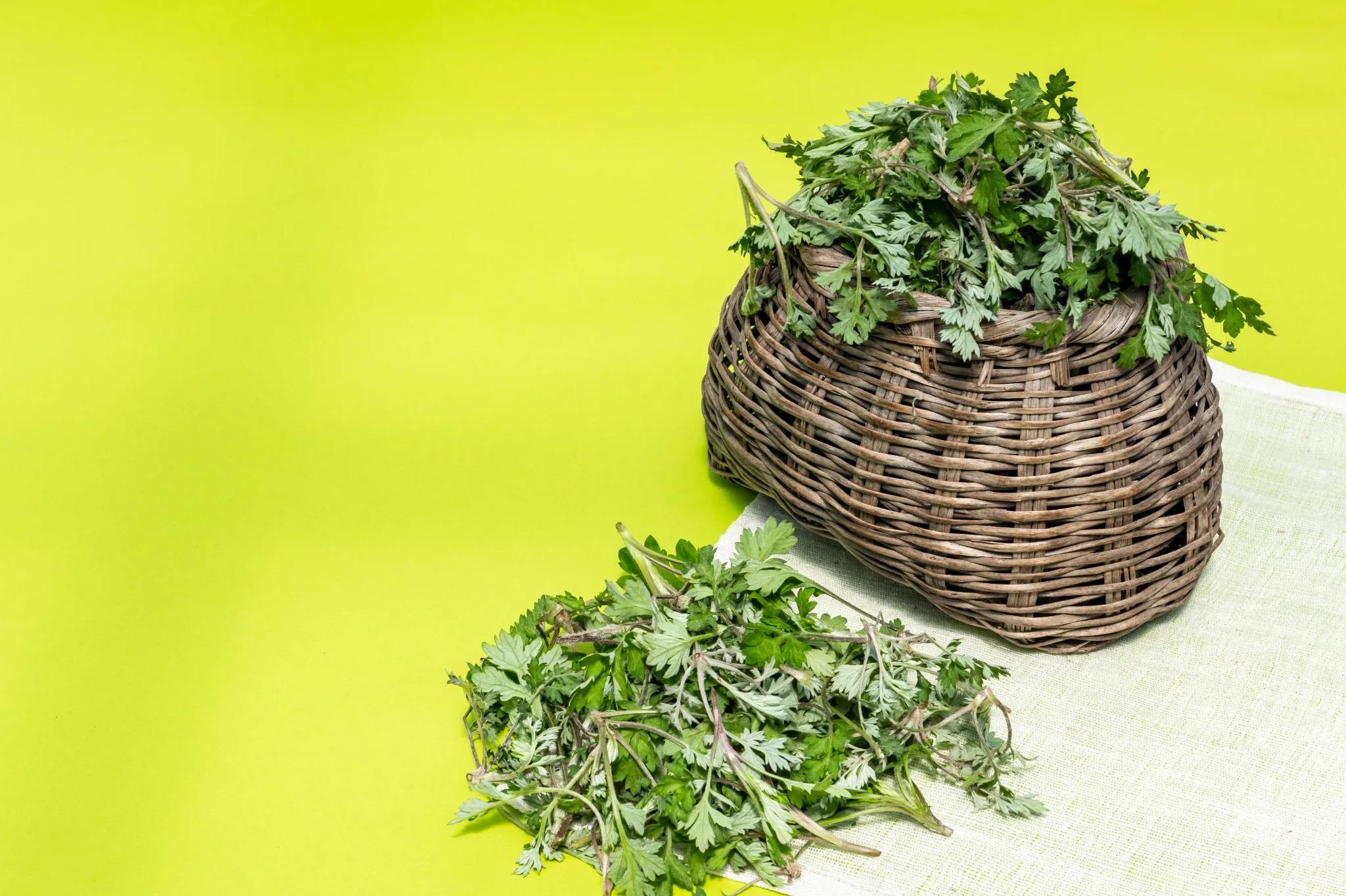 Fresh mugwort leaves overflowing from a woven basket on a bright green background, showcasing vibrant spring herbs.