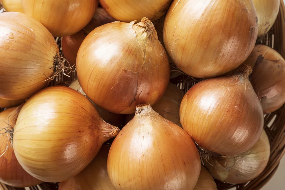Fresh yellow onion bulbs piled together as the essential ingredient for Korean cooking.