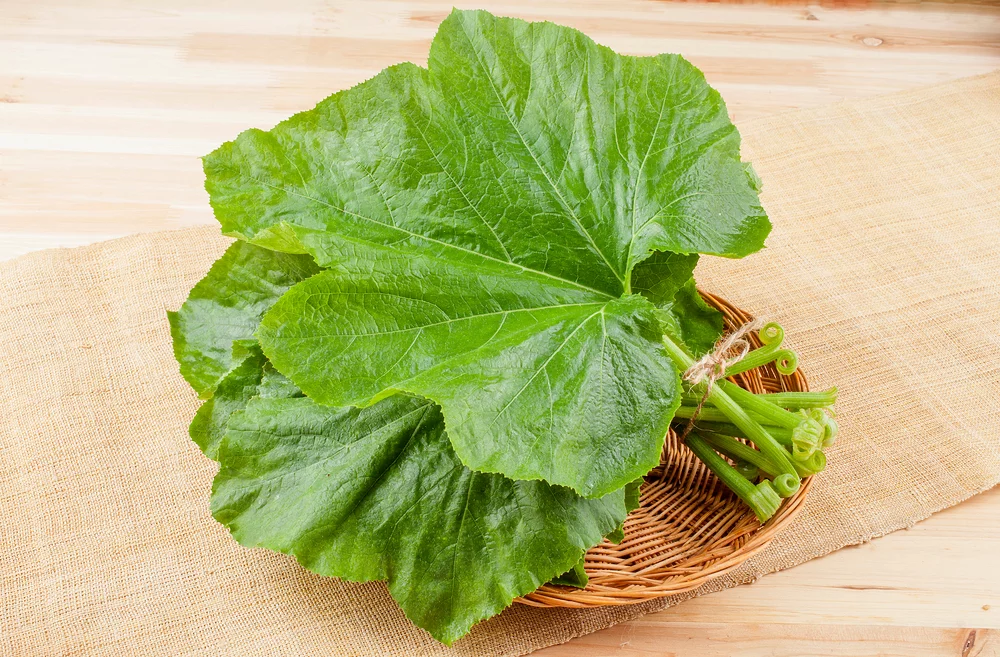Fresh Korean squash leaves (hobakip) bundled with twine on a wicker basket, showing large heart-shaped green leaves with prominent veins and hollow green stems, ready for steaming as traditional Korean ssam wraps