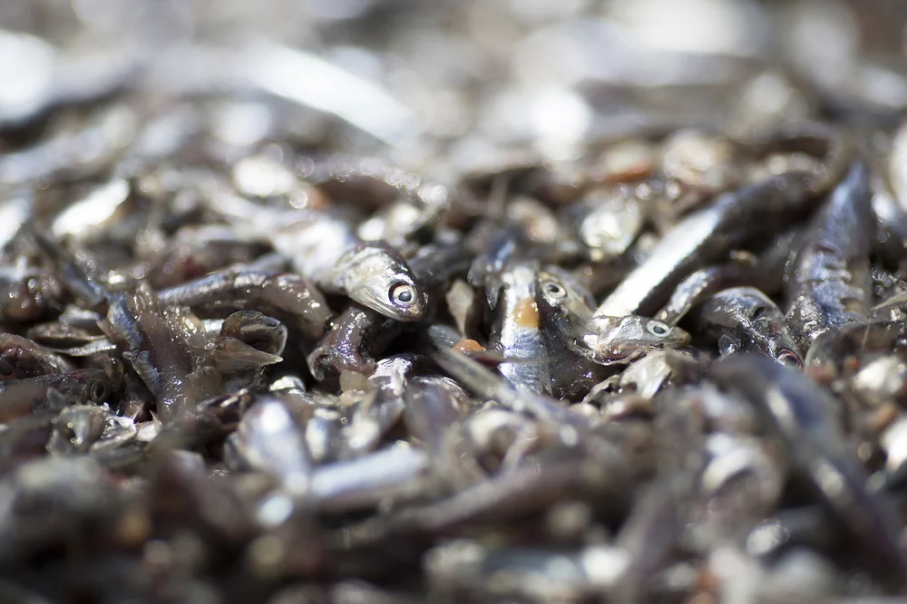 Korean dried anchovies (myeolchi) piled together, showing their silvery-blue color and characteristic small size used in traditional Korean cooking