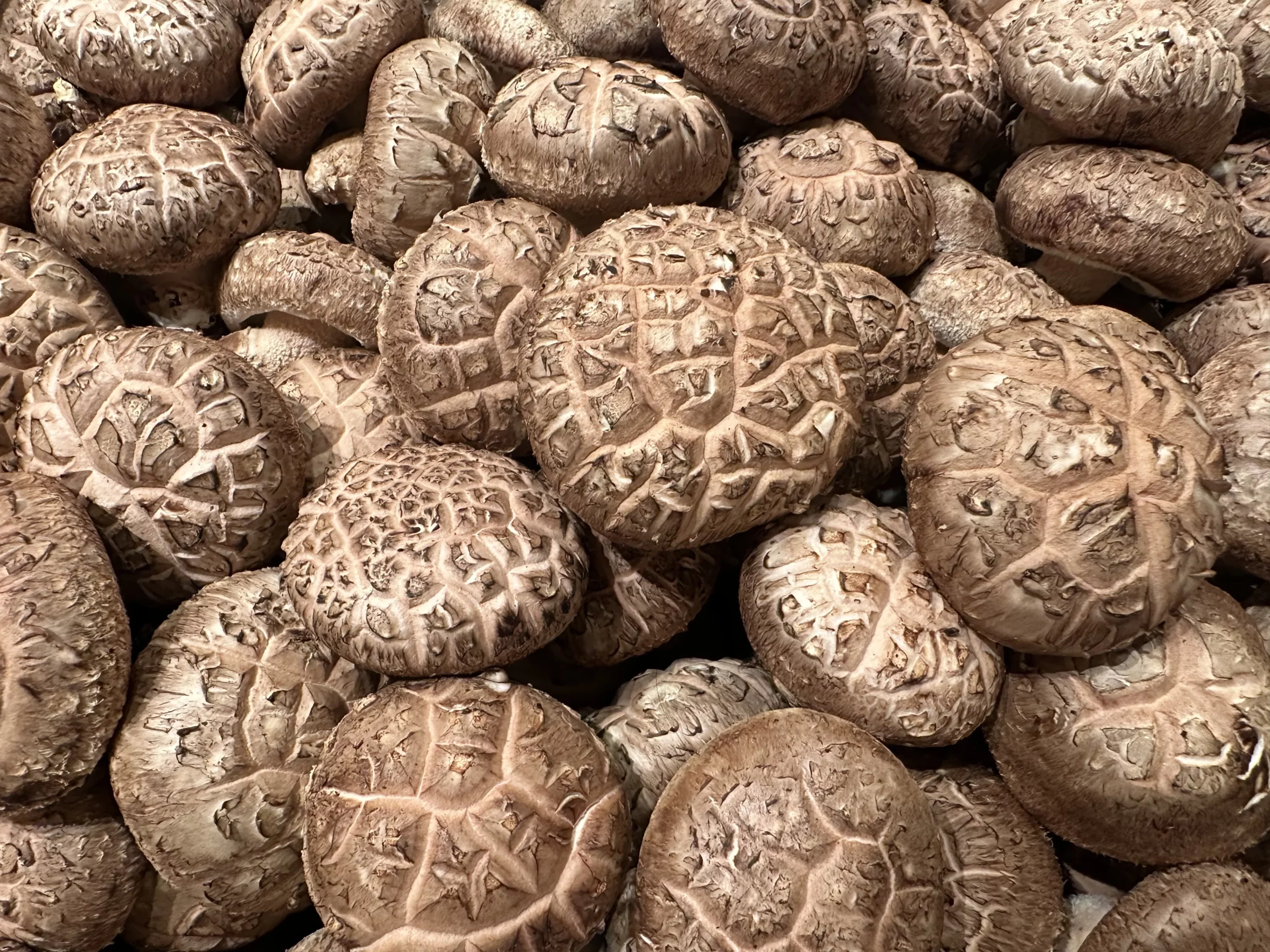 Fresh Korean Shiitake(표고버섯)  Mushrooms: A Rich Earthy Flavor