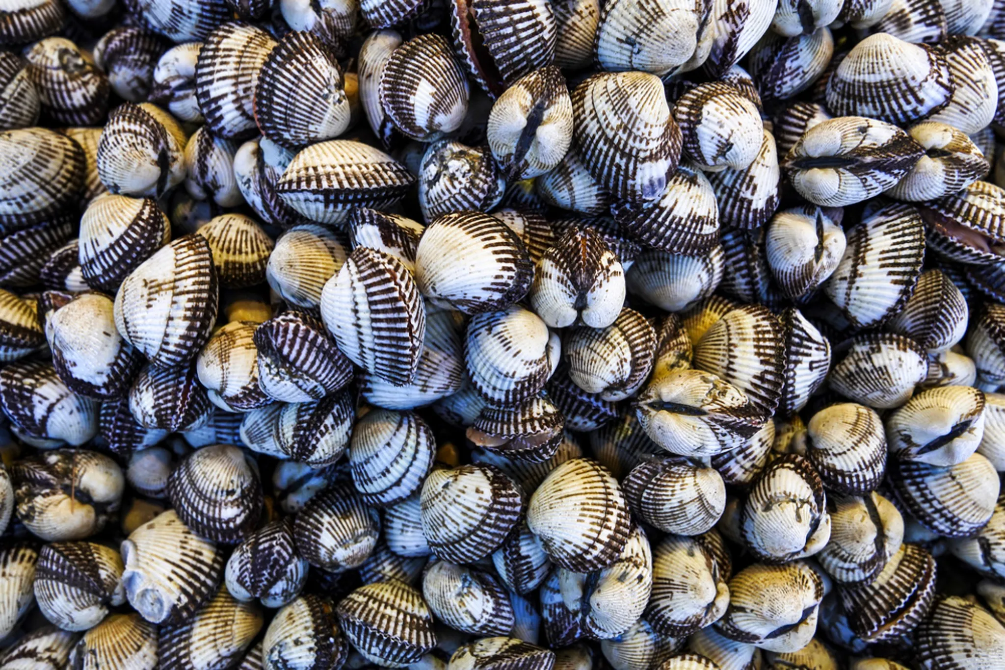 Ggomak (Korean cockle)