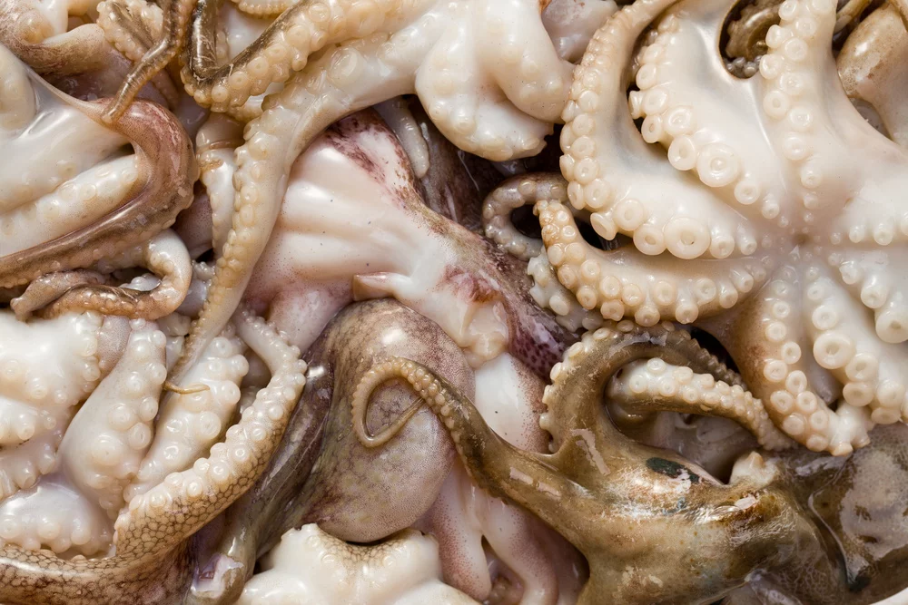 Webfoot Octopus (Jjukkumi)