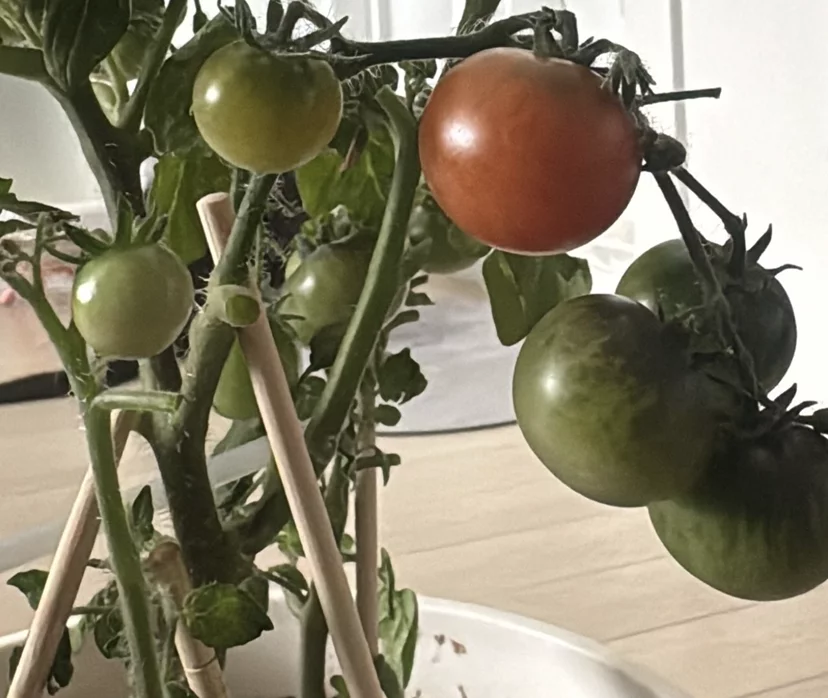 Community topic media